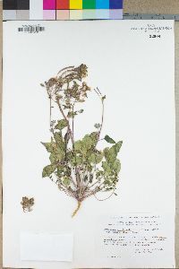 Camissonia claviformis subsp. funerea image