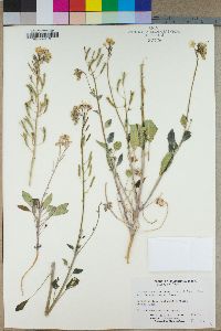 Camissonia claviformis subsp. funerea image