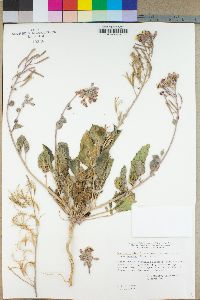 Camissonia claviformis subsp. funerea image