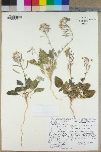Camissonia claviformis subsp. funerea image