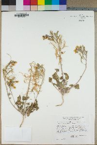 Camissonia claviformis subsp. funerea image