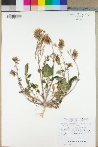 Camissonia claviformis subsp. funerea image