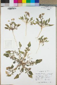 Camissonia claviformis subsp. funerea image