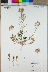Camissonia claviformis subsp. funerea image