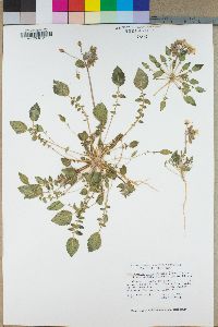 Camissonia claviformis subsp. funerea image