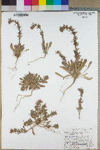 Camissonia micrantha image