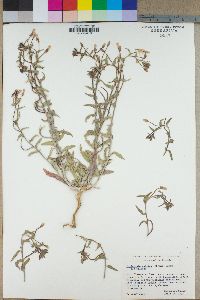 Camissonia pallida subsp. pallida image