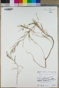 Camissonia strigulosa image