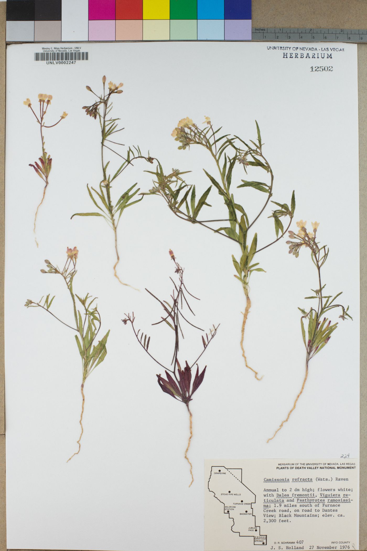 Eremothera refracta image