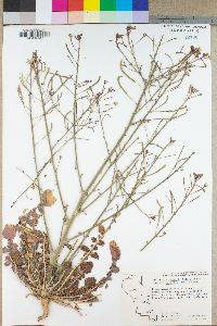 Camissonia walkeri image