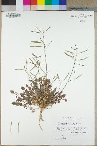 Camissonia walkeri image