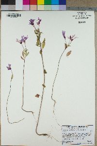 Clarkia concinna subsp. concinna image