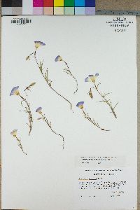 Clarkia gracilis image