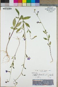 Clarkia stellata image
