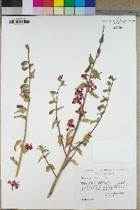 Clarkia unguiculata image