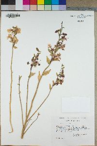 Clarkia xantiana image