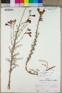 Epilobium canum image