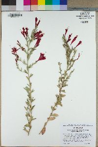 Epilobium canum subsp. latifolium image