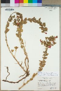 Epilobium canum image