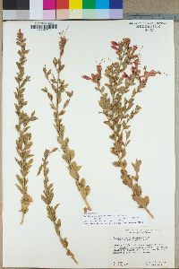 Epilobium canum subsp. latifolium image