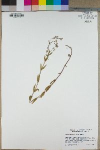 Epilobium glaberrimum image