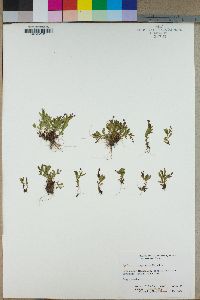 Epilobium oregonense image