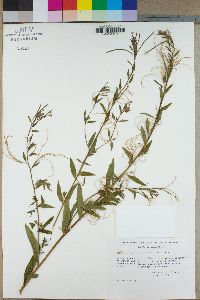 Epilobium brachycarpum image