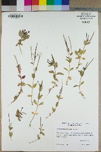 Epilobium saximontanum image