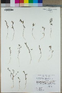 Gayophytum diffusum image