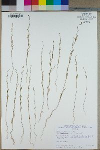 Gayophytum diffusum subsp. parviflorum image