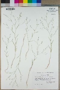 Gayophytum oligospermum image