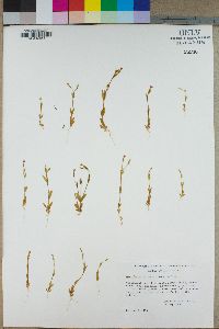 Gayophytum racemosum image