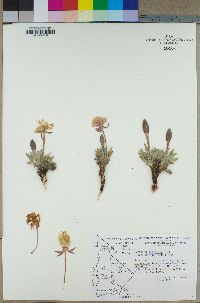 Oenothera cespitosa subsp. crinita image