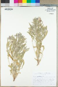 Oenothera californica image