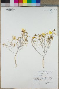 Camissonia campestris image