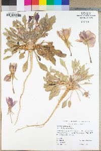 Oenothera primiveris image