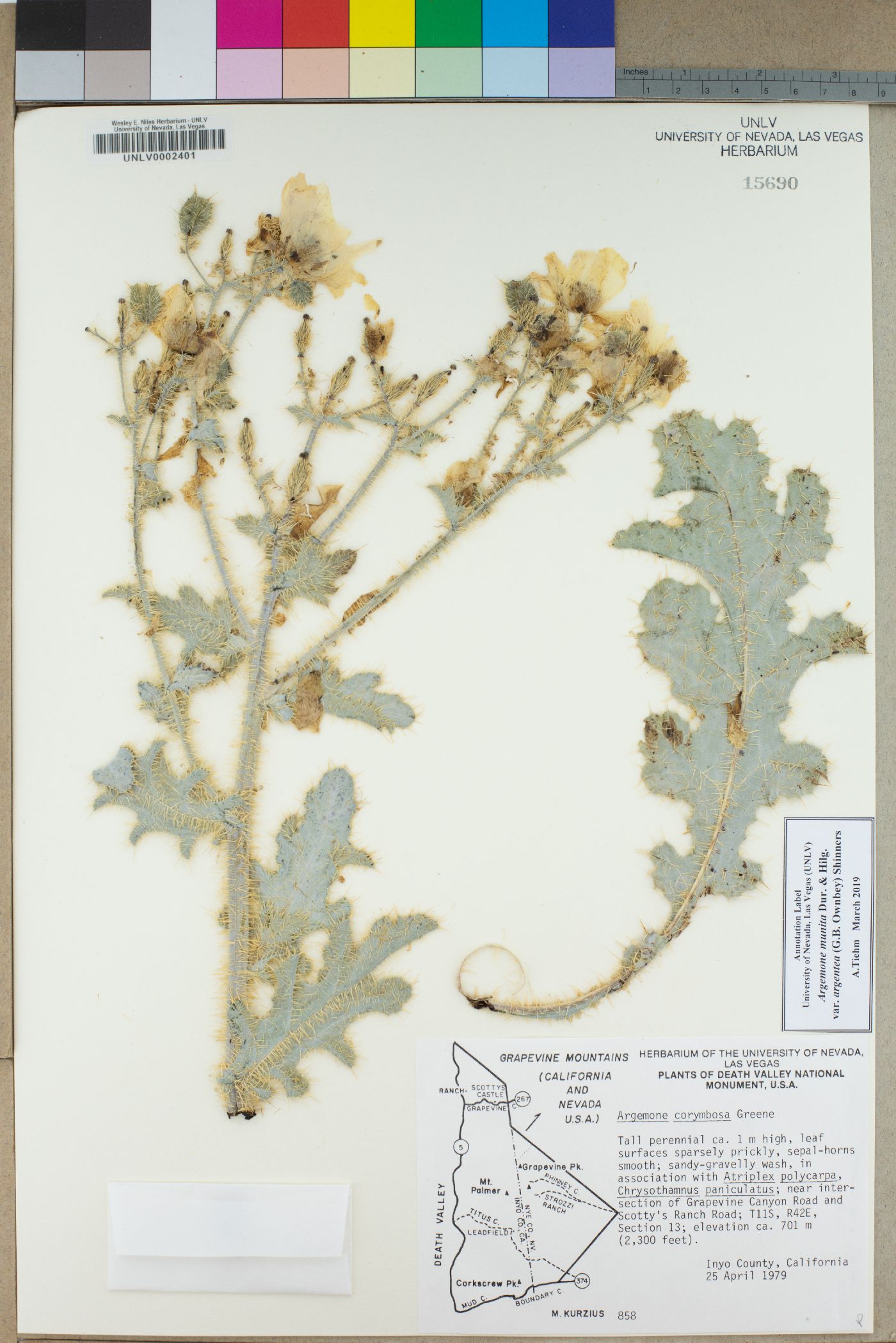 Argemone munita subsp. argentea image