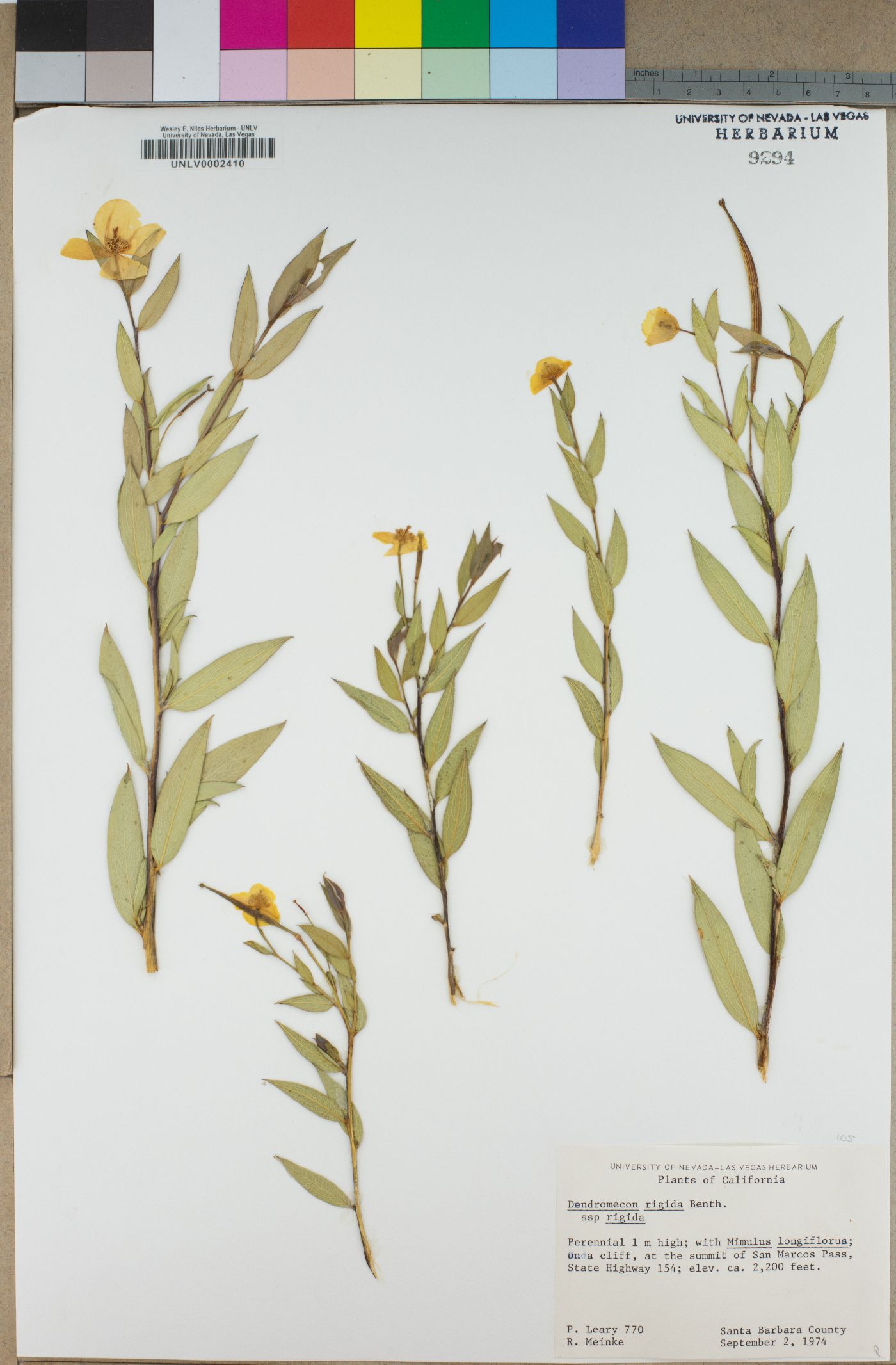 Dendromecon rigida subsp. rigida image