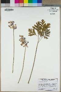 Dicentra formosa image