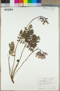 Dicentra formosa image