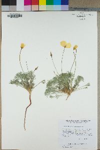 Eschscholzia glyptosperma image