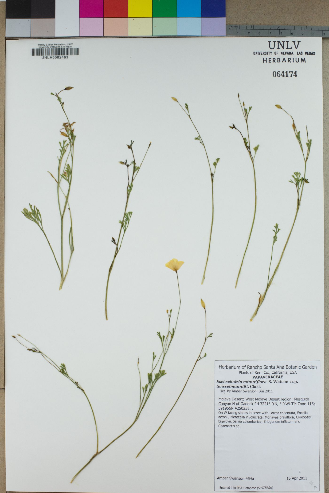 Eschscholzia minutiflora subsp. twisselmannii image
