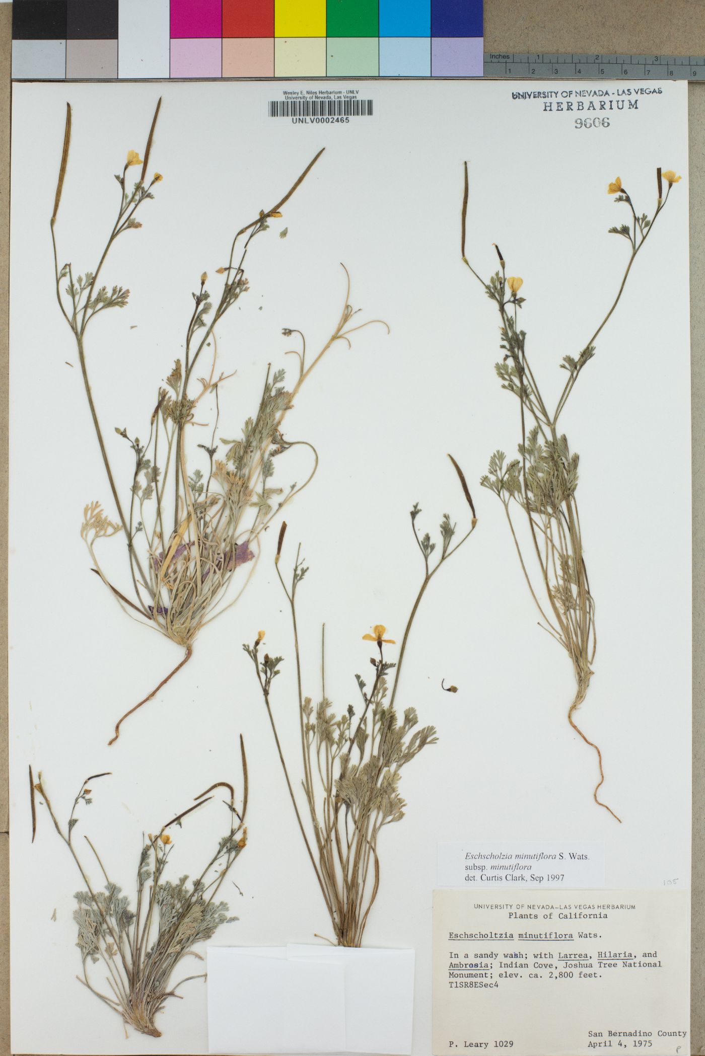 Eschscholzia minutiflora subsp. minutiflora image