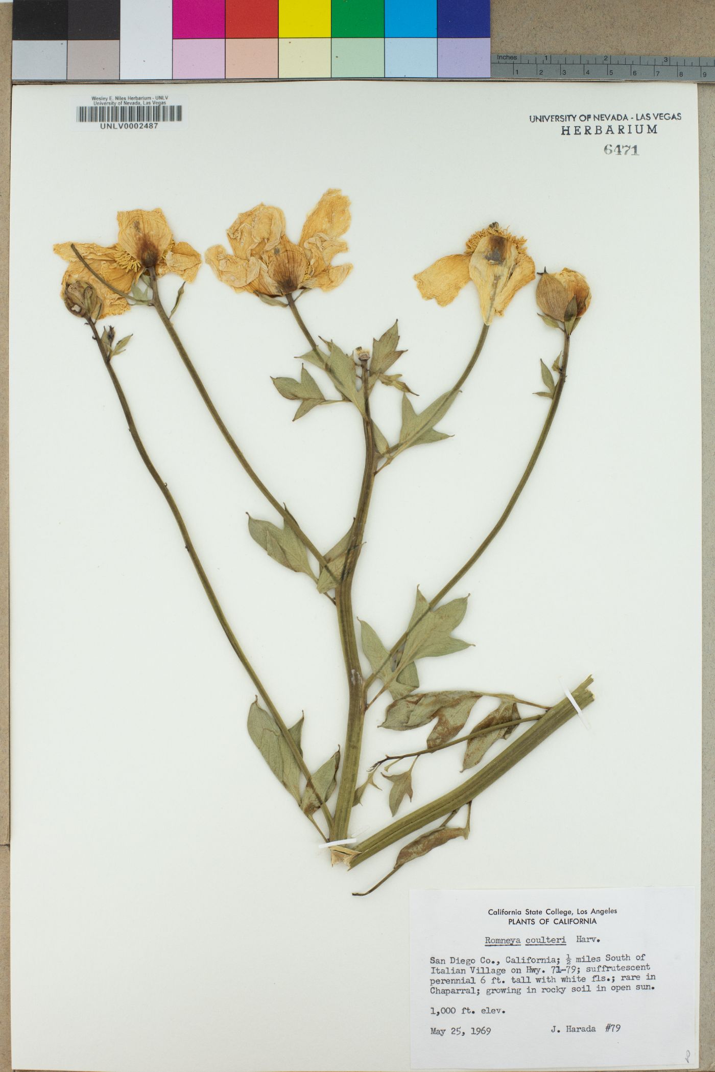 Romneya coulteri image