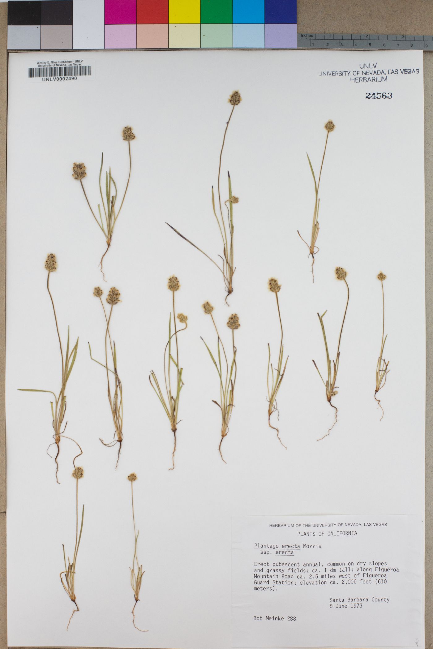 Plantago erecta subsp. erecta image