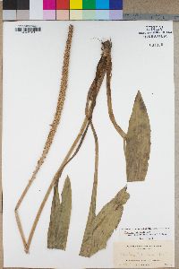 Plantago australis image