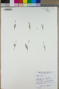 Plantago ovata var. fastigiata image