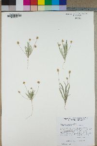 Plantago ovata image