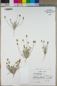 Plantago ovata image