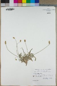 Plantago ovata image